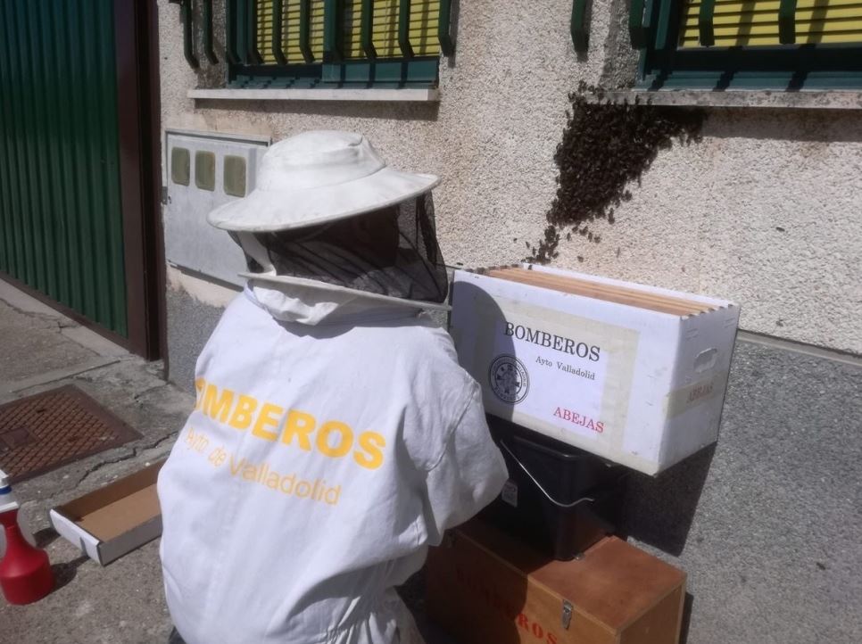 #Bomberos de Valladolid alcanzan ya las 60 intervenciones relacionadas con abejas, el triple que en todo 2017